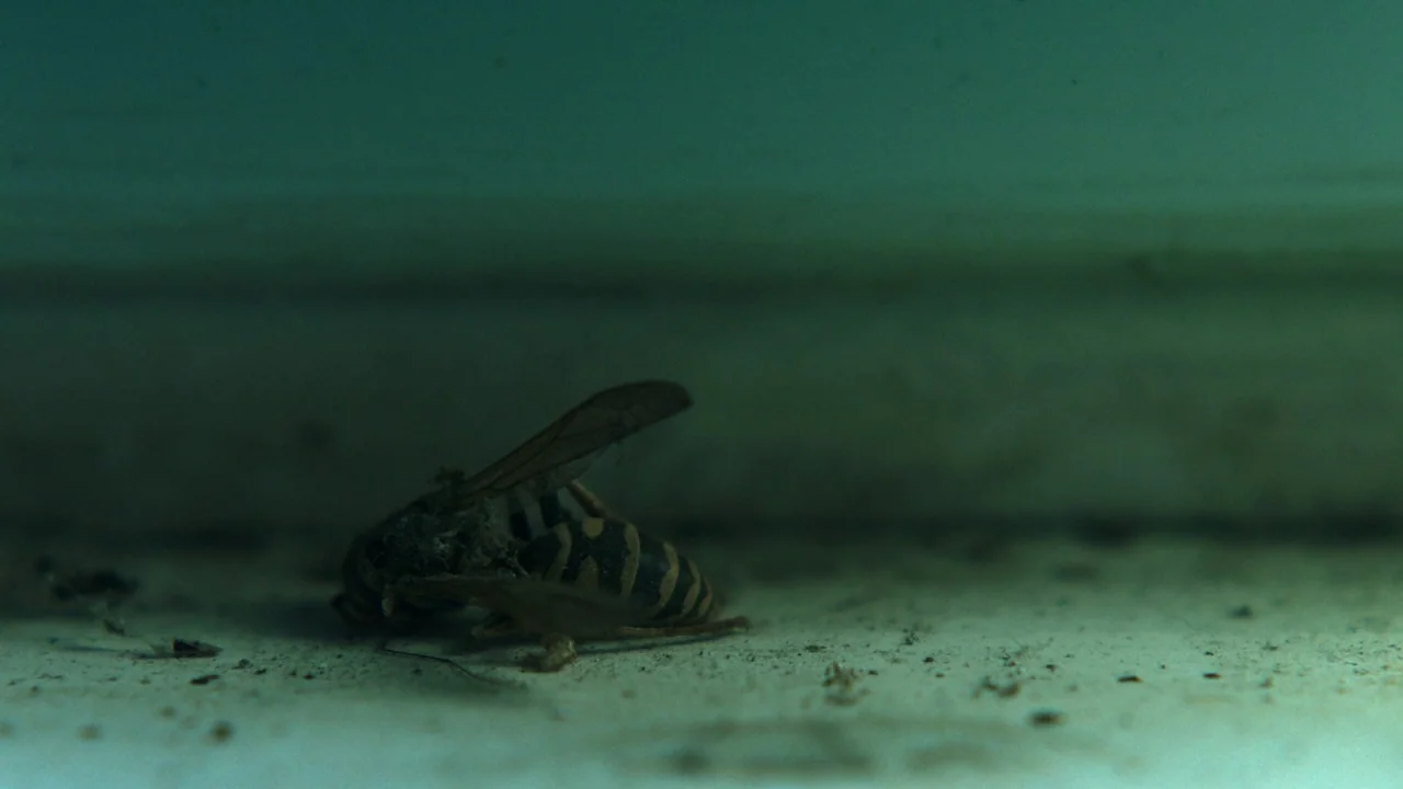 Girl on the Third Floor (2019) movie still: closeup — A deceased wasp lies on a dusty, pale surface against a blurred background. The subject is…