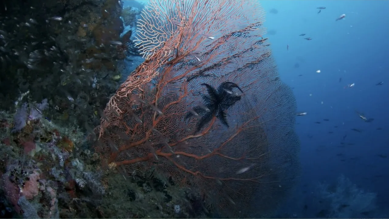 A Wild Window: Coral Kingdoms (2016) movie still: wide — An underwater view shows a large orange gorgonian sea fan attached to a reef. A black…