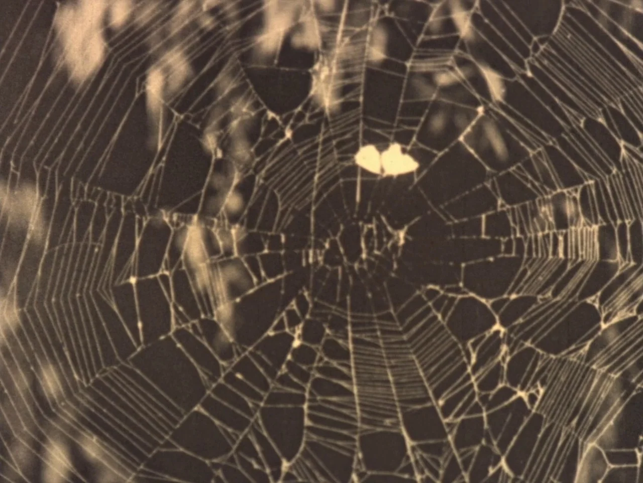 The Hunchback of Notre Dame (1923) movie still: closeup — A complex spider web is suspended across a dark, blurry outdoor background. A small bright…
