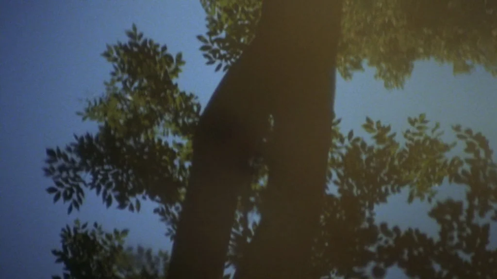 Cabaret (1972) movie still: establishing — The view looks up into the canopy of a tree toward the sky. Leaves obscure the sun while branches frame…
