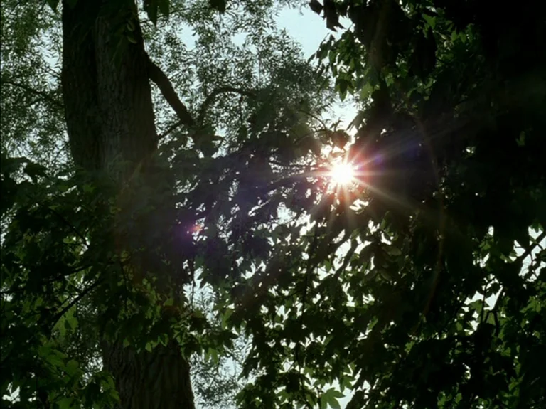 Helas Pour Moi (1993) movie still: establishing — A dense canopy of green tree leaves obscures a bright sky during the day. The sun shines directly…