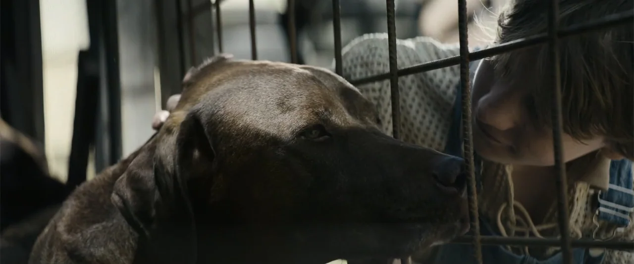 Dogman (2023) movie still: closeup — A metal wire cage separates a child from a large, short-haired dark brown dog. The child reaches through the…