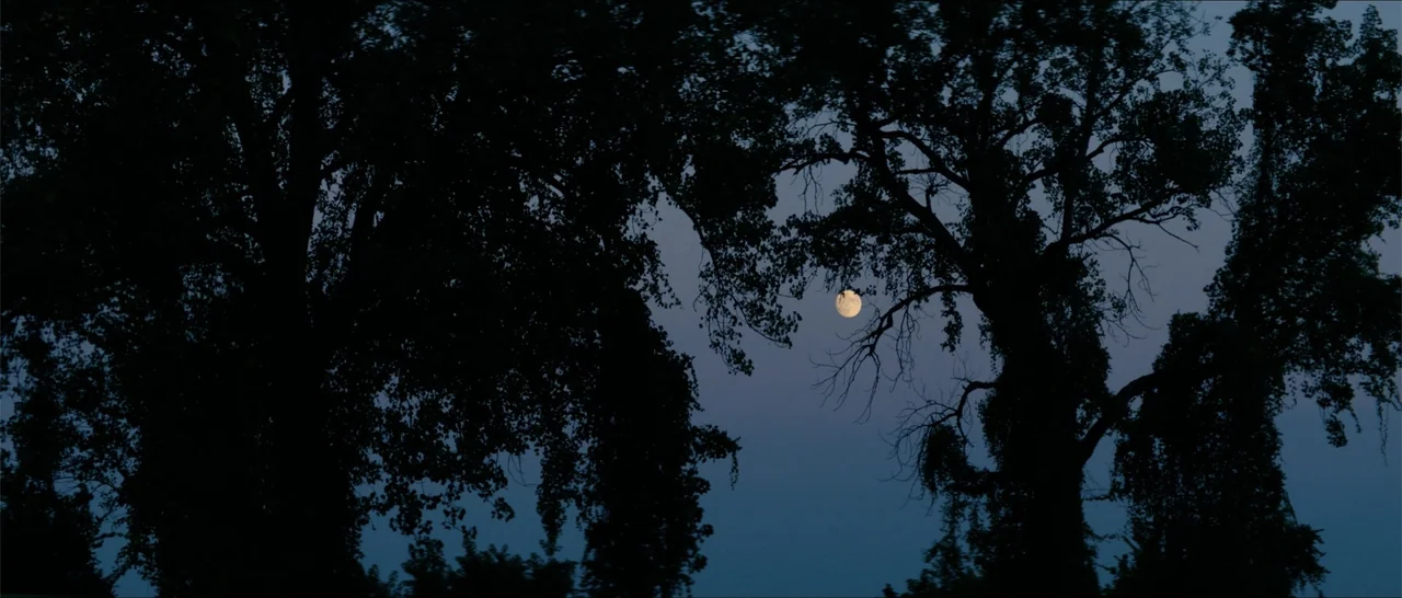 Crescent City (2024) movie still: establishing — A dense grove of dark trees stands silhouetted against a deep blue night sky. A full moon glows in…
