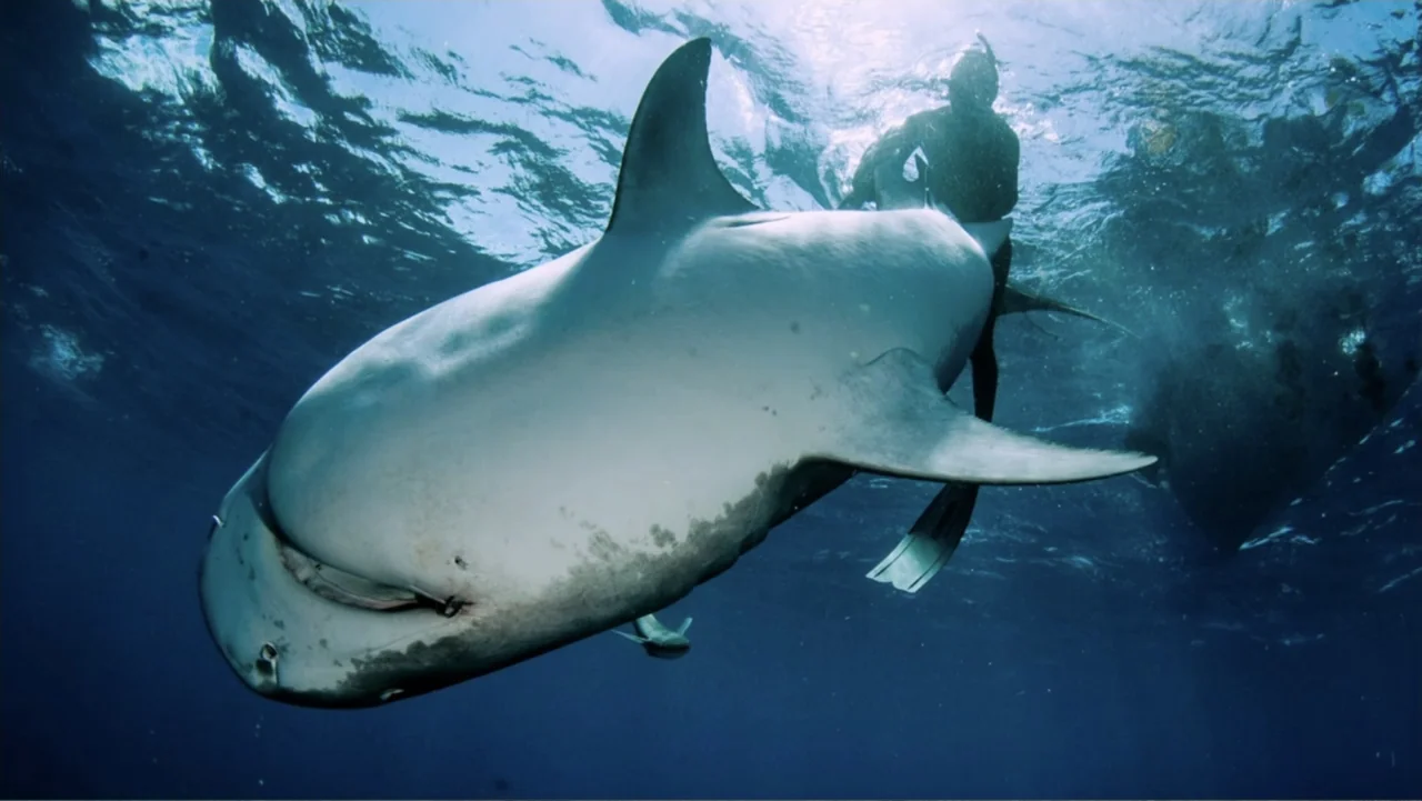 Alien Sharks: Strange New Worlds (2023) movie still: medium — An expanse of blue ocean water illuminated by bright sunlight from above the surface.…
