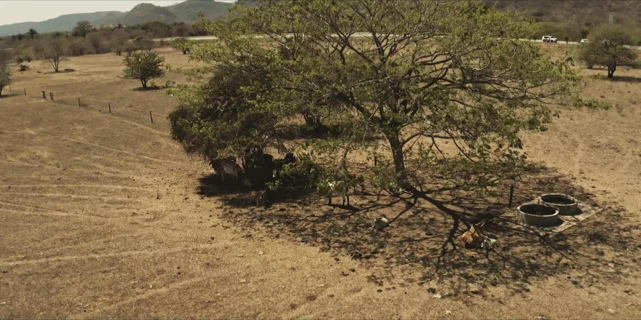 Leyenda Viva (2022) movie still: wide — A sprawling, arid pasture features a large central tree providing shade for cattle. Several cows stand and…