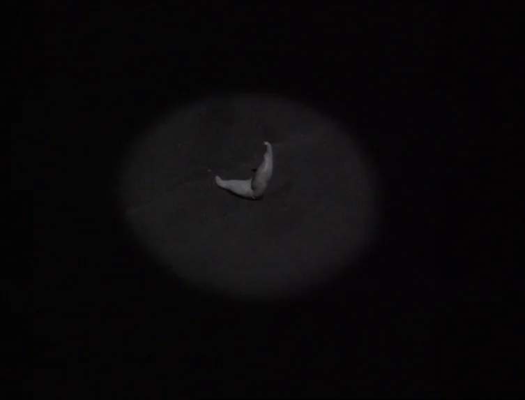 Eraserhead (1977) movie still: closeup — A dark space features a single, small, pale, crescent-shaped object floating in isolation. The object is…