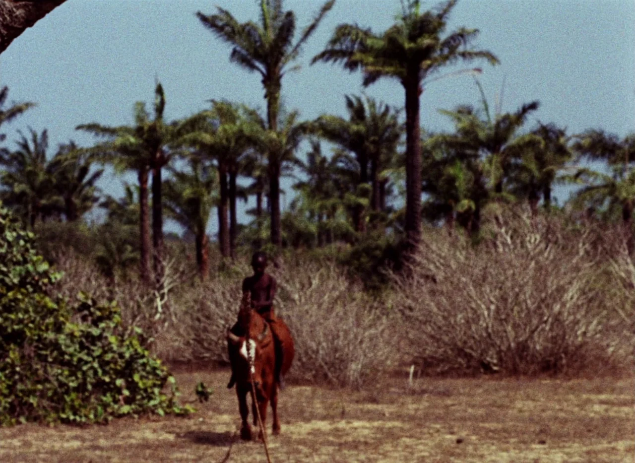 Touki Bouki (1973) movie still: wide — A dry, open field with sparse low shrubs and a dense grove of palm trees. A small child rides a brown bull…