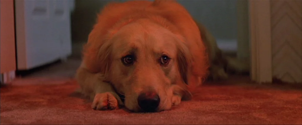 Poltergeist movie still: closeup — A domestic indoor hallway with beige carpet and a white door frame. A golden retriever rests on the floor in…