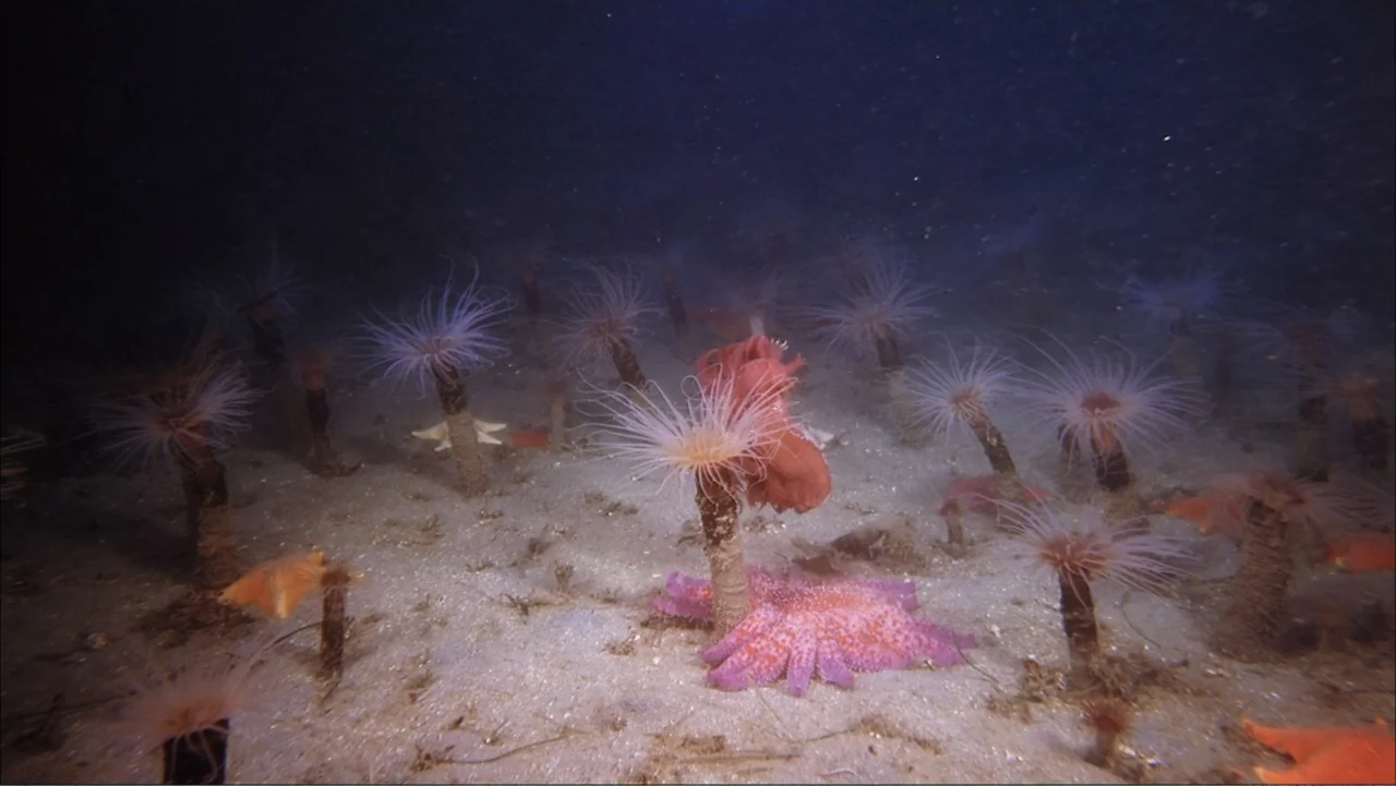 Deep Sea 3D (2006) movie still: establishing — The sandy seabed is populated by numerous tube-dwelling anemones and starfish. The dark, deep-water…