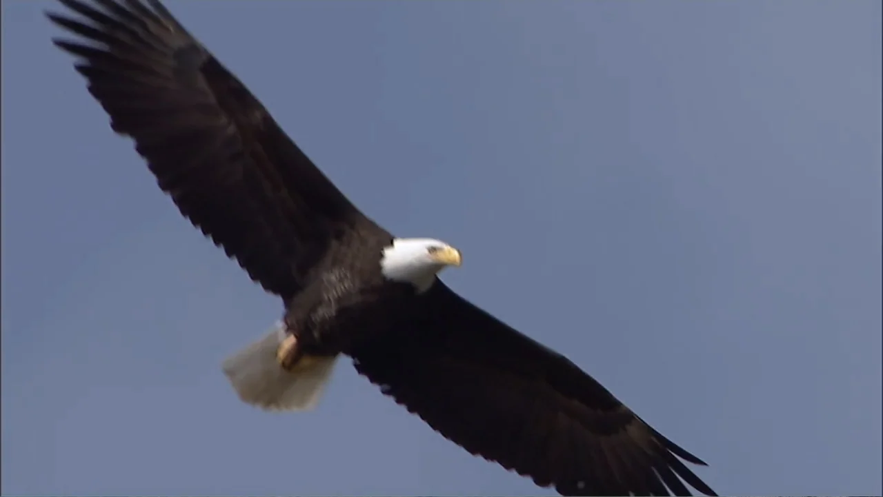 Idaho: The Movie (2012) movie still: medium — A bald eagle flies across a clear overcast blue sky. The eagle soars with large black wings…