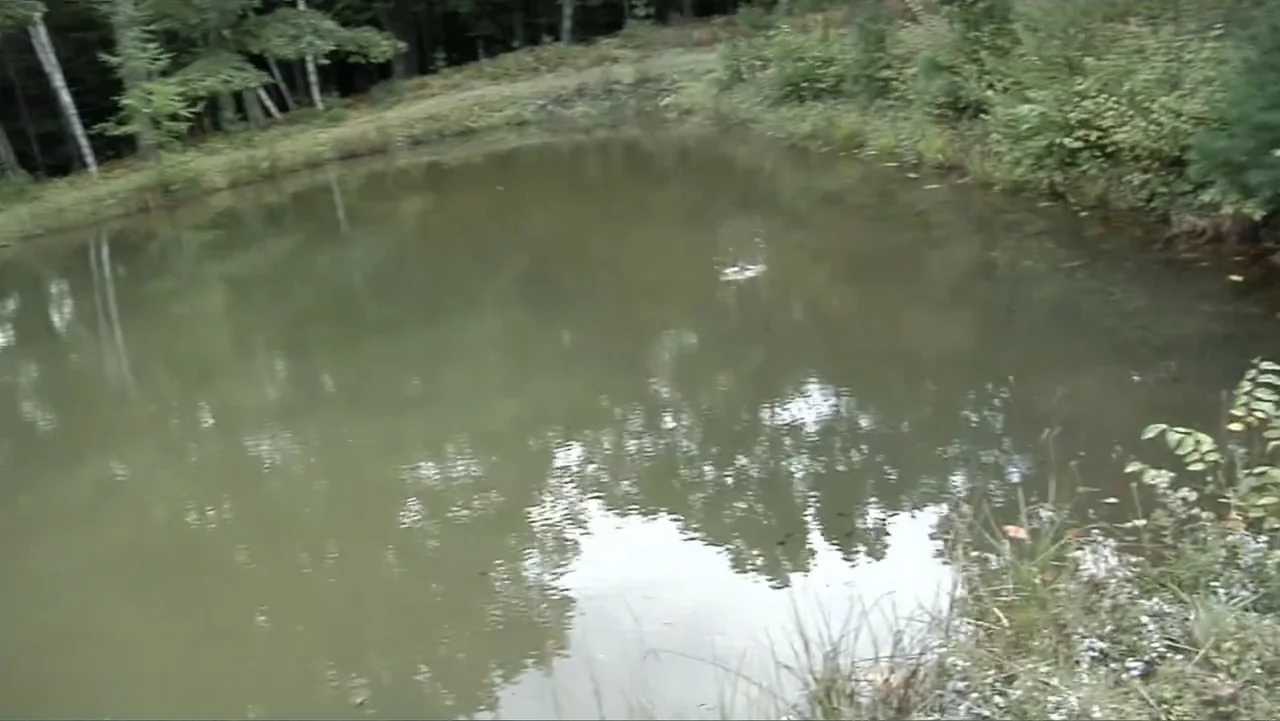 S-V/H/S: Un cortometraje de Las Crónicas del Miedo (2023) movie still: establishing — A murky pond is surrounded by dense forest trees and overgrown…