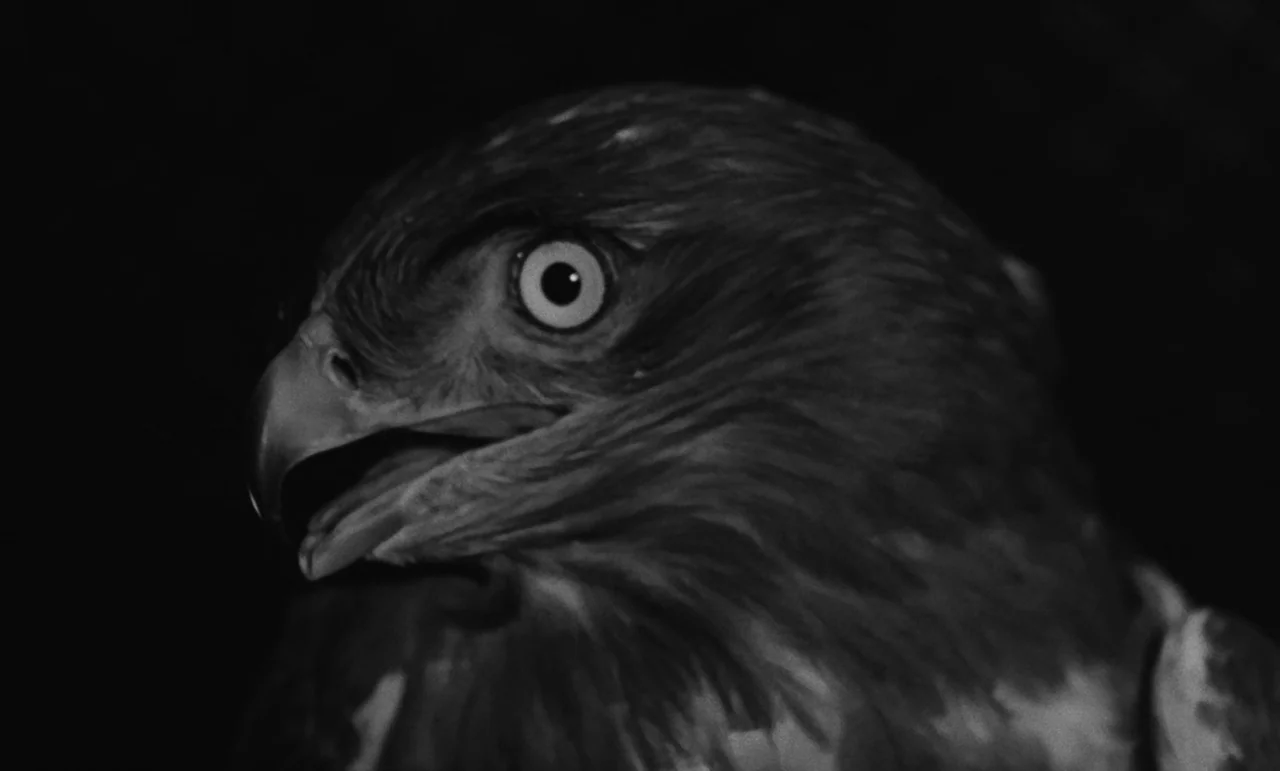 Witness In The City (1959) movie still: closeup — A dark environment provides no background detail, focusing entirely on the hawk's profile. The…