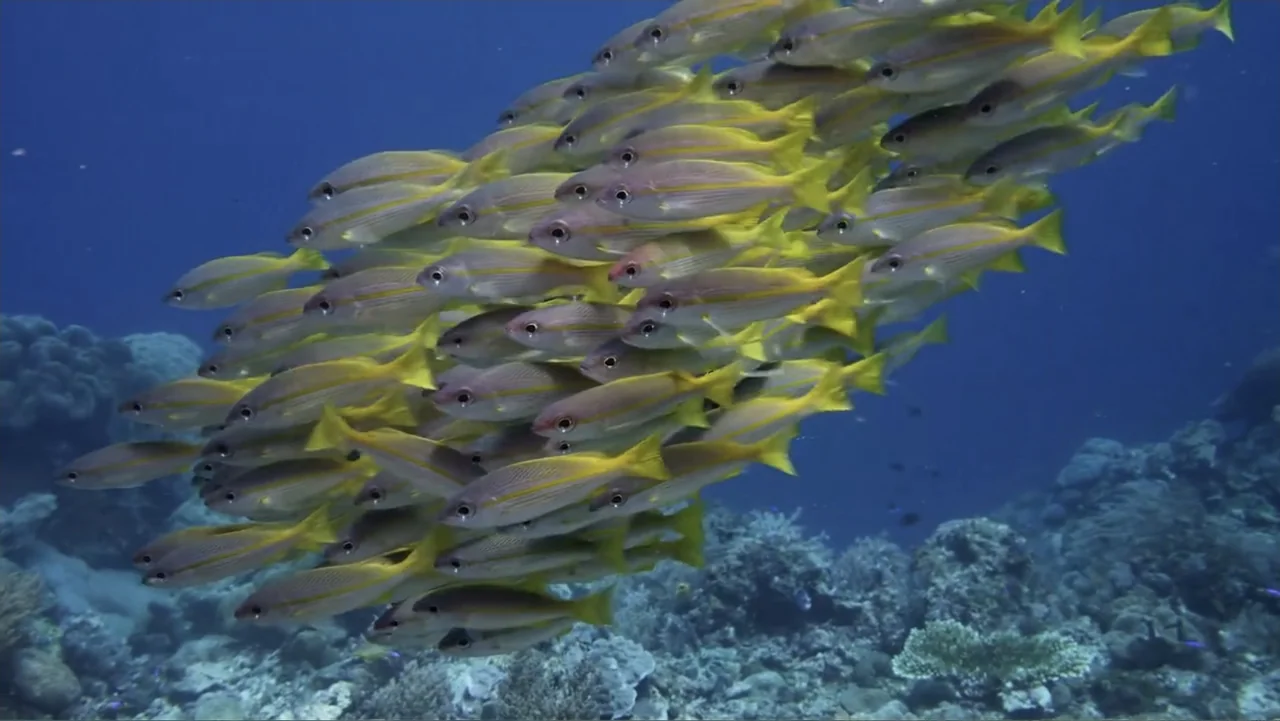 Wild Window: Bejeweled Fishes (2016) movie still: medium — A dense school of yellow snapper fish swims past a coral reef structure underwater. The…
