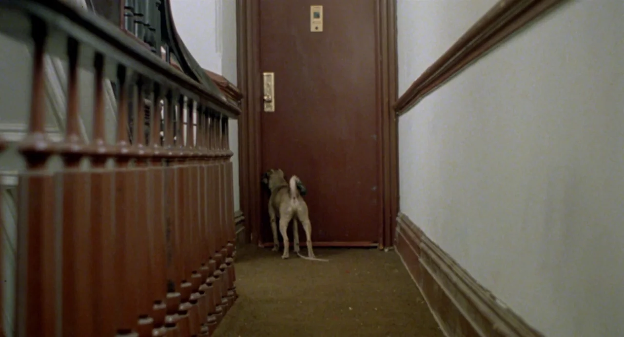 Ms. 45 (1981) movie still: medium — A narrow apartment building hallway features a dark wooden door and a stair railing. A small dog stands at the…