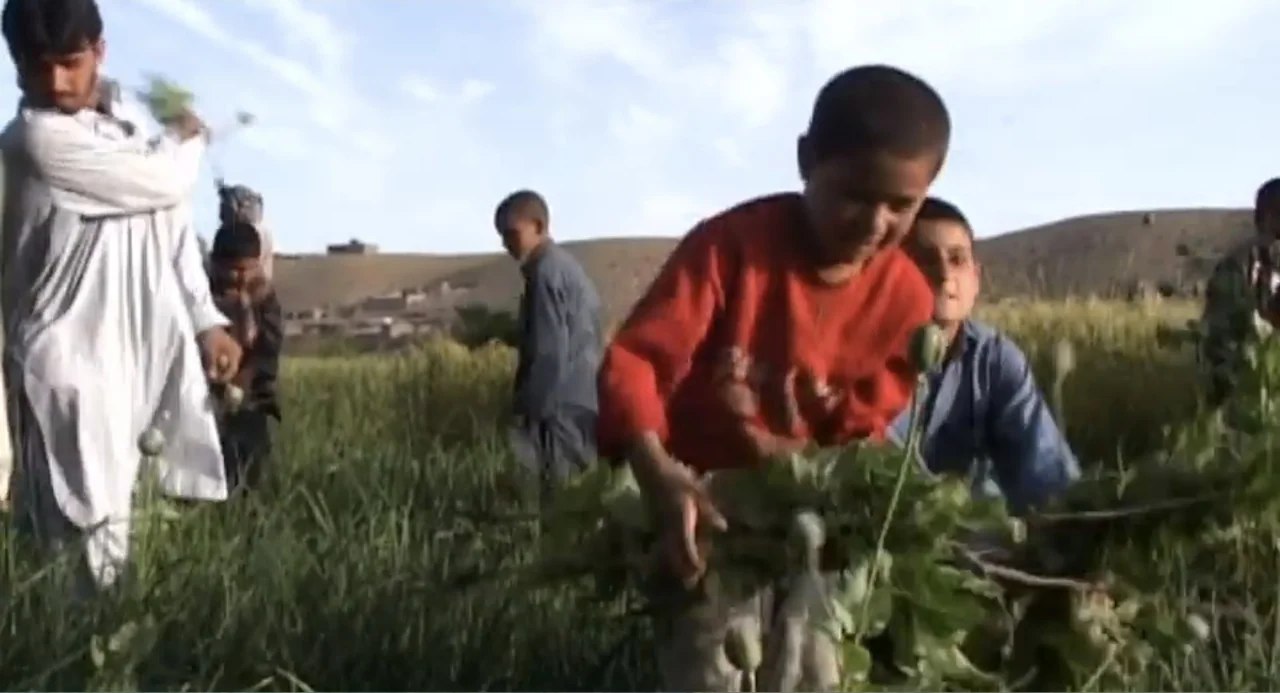 Afghanistan's Opium Trail (2007) movie still: medium — An open field with green crops and rolling hills in the background. A group of boys gather…