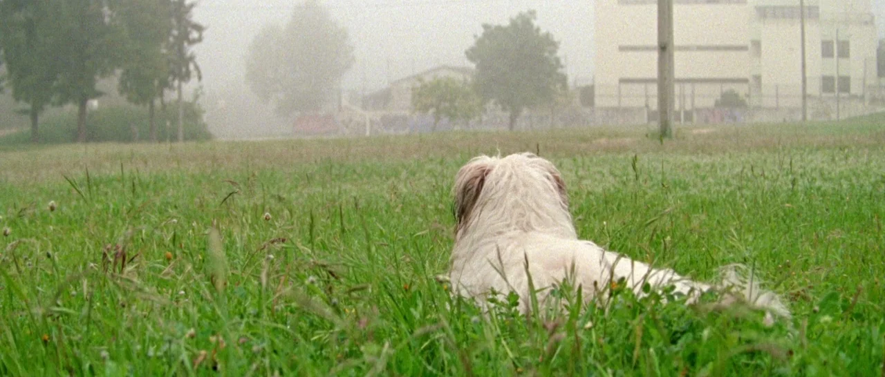 Arabian Nights: Volume 2 The Desolate One (2015) movie still: medium — A grassy field is shrouded in a thick morning fog with distant trees visible.…