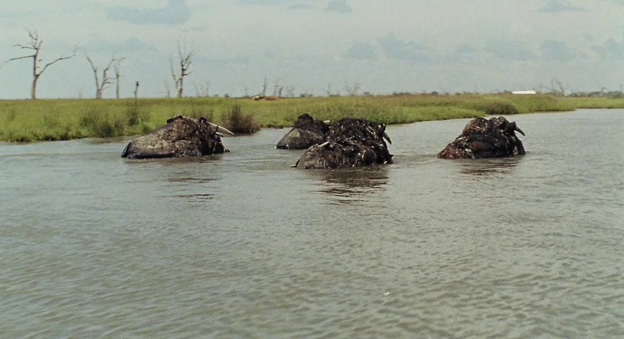 Beasts Of The Southern Wild (2012) movie still: wide — Several dead buffalo carcasses float partially submerged in a murky, slow-moving river…