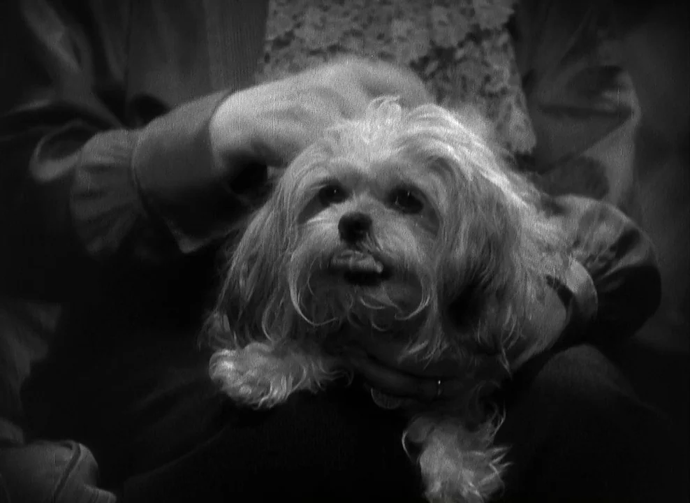 Shanghai Express (1932) movie still: closeup — A close up view of a small dog sitting on a person's lap. A human hand reaches into the frame to pet…
