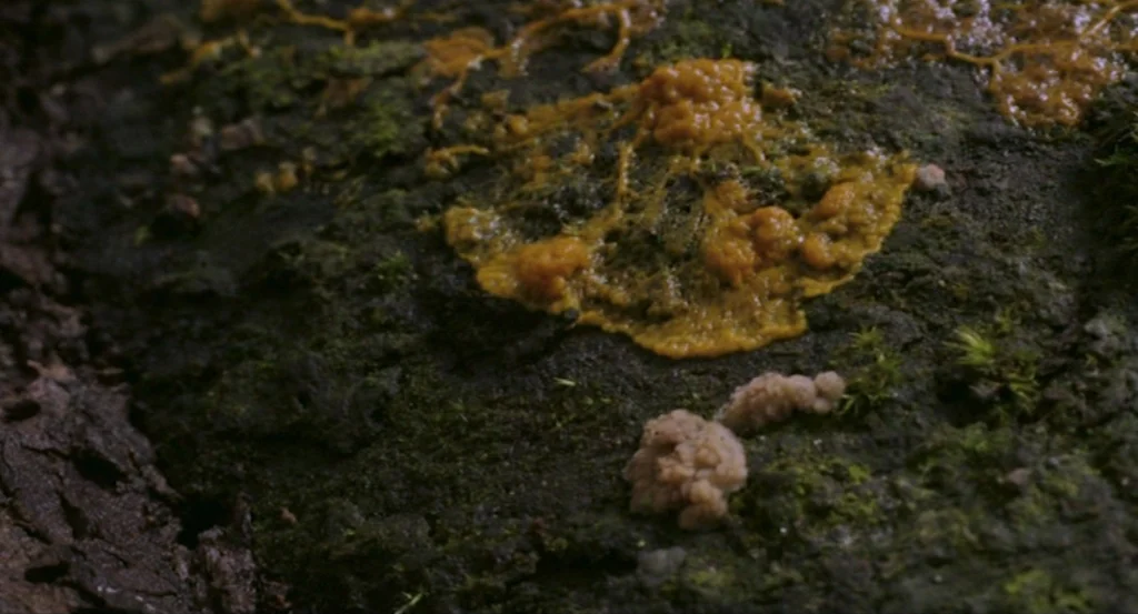 Louder Than Bombs (2015) movie still: closeup — A close-up view of damp, dark textured tree bark covered in moss. Patches of vibrant yellow and…