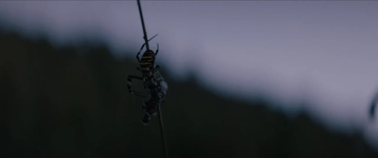 Good Favour (2017) movie still: closeup — A wasp spider grips a thin stalk of grass against a darkening, out-of-focus background. The sky shows the…