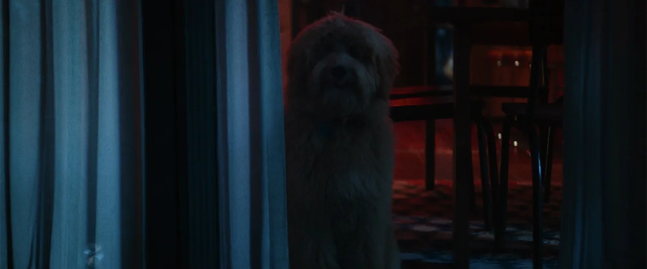 A Star Is Born (1954) movie still: medium — A fluffy dog sits in a dark interior room between two partially drawn curtains. The background is dimly…