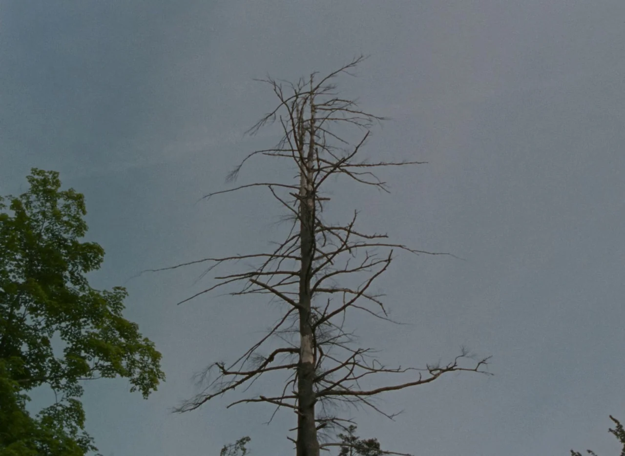 Falcon Lake (2022) movie still: wide — A dead, leafless tree stands centered against a flat, grey overcast sky. Green foliage from a living tree is…