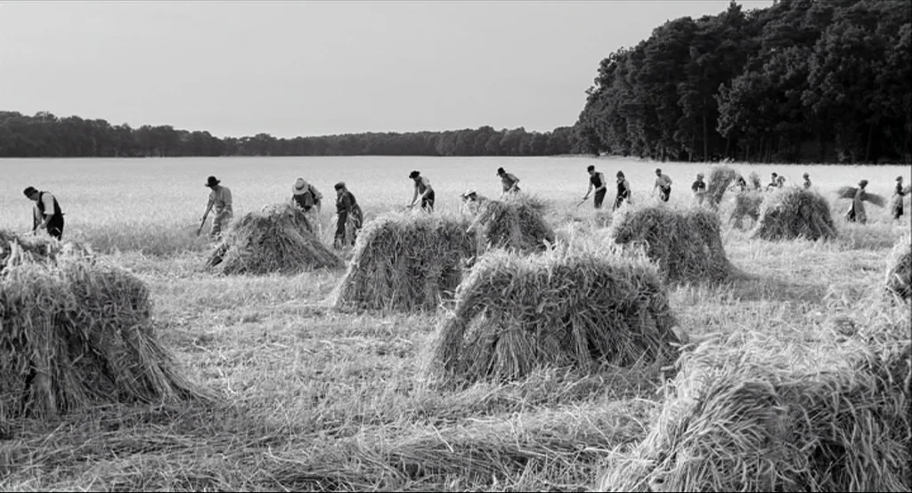 The White Ribbon (2009) movie still: wide — A vast, open rural field is filled with numerous hand-tied wheat stooks. A line of laborers works across…