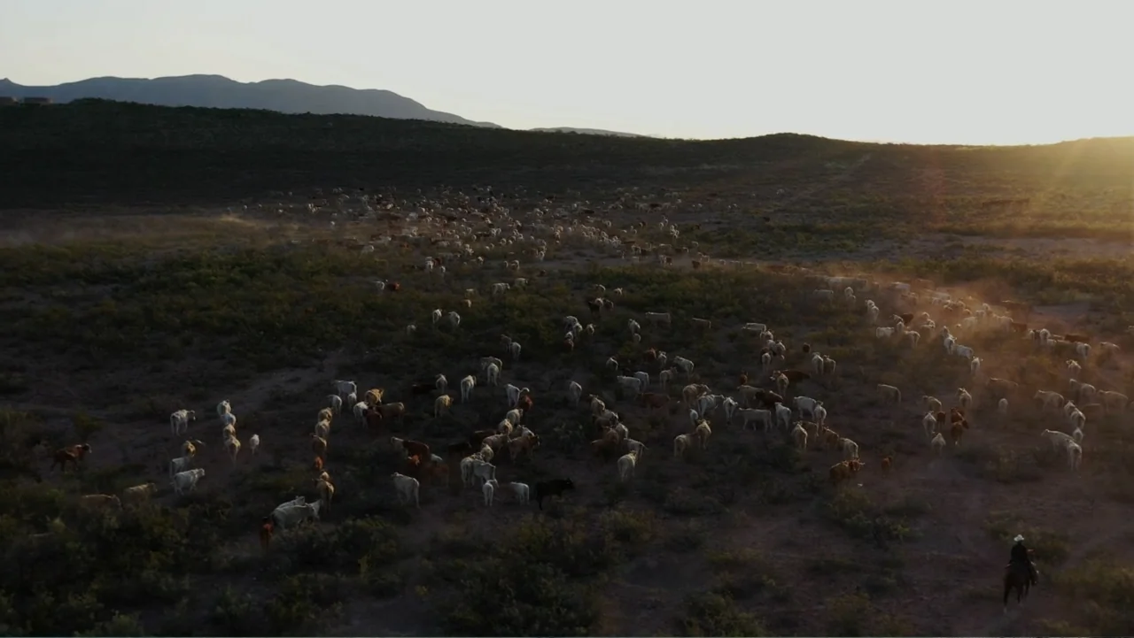 Common Ground (2000) movie still: wide — A vast arid landscape featuring scrub brush and distant hills under a clear sky. A large cattle herd moves…