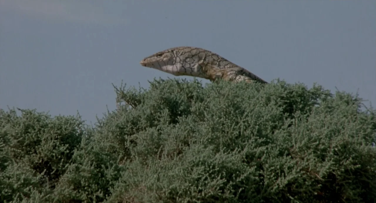 Napoleon (2023) movie still: medium — A lizard with scaled skin rests on the top of a thick, green shrub. The reptile looks outward with its body in…