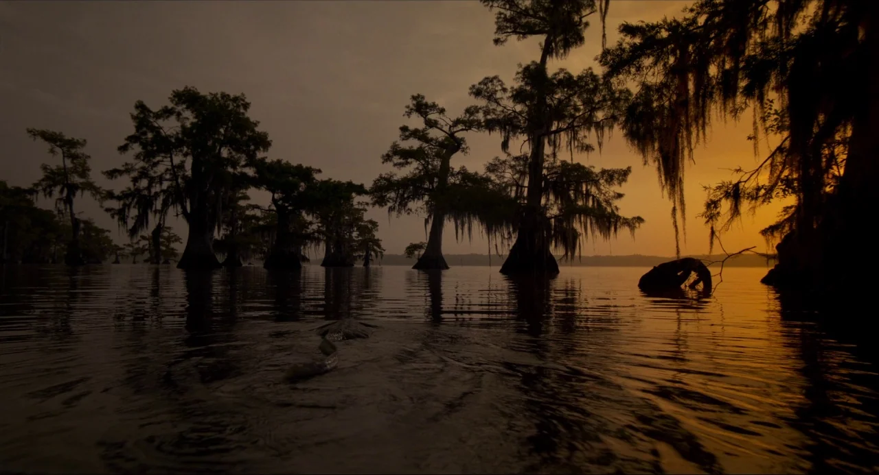 Voyage of Time (2016) movie still: establishing — A dark swamp filled with numerous cypress trees stands in a shallow body of water. A gentle wake…