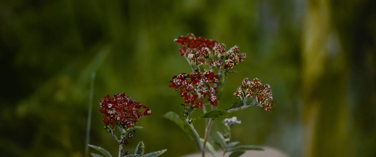 Stoker (2013) movie still: closeup — Small red clusters of flowers grow in a lush green outdoor environment. The background is a soft-focus blur of…