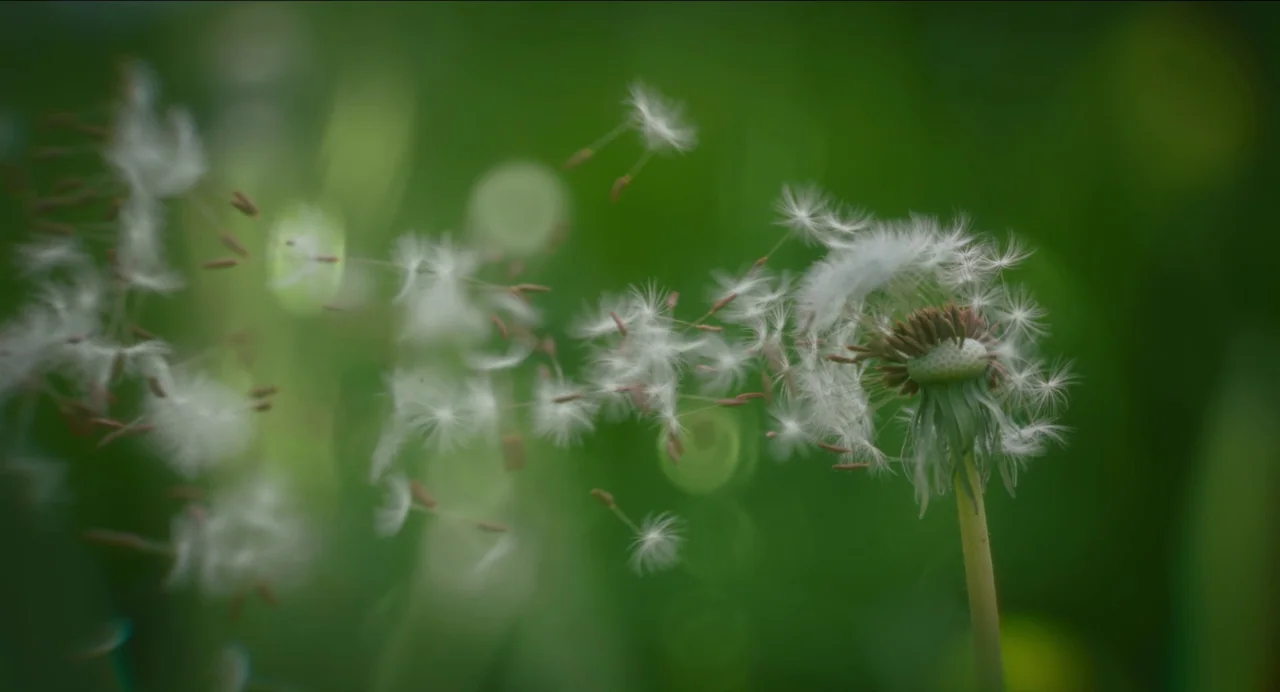 Men (2022) movie still: closeup — A close-up view of a dandelion with its seeds being scattered by wind. The seeds trail across a soft-focus green…