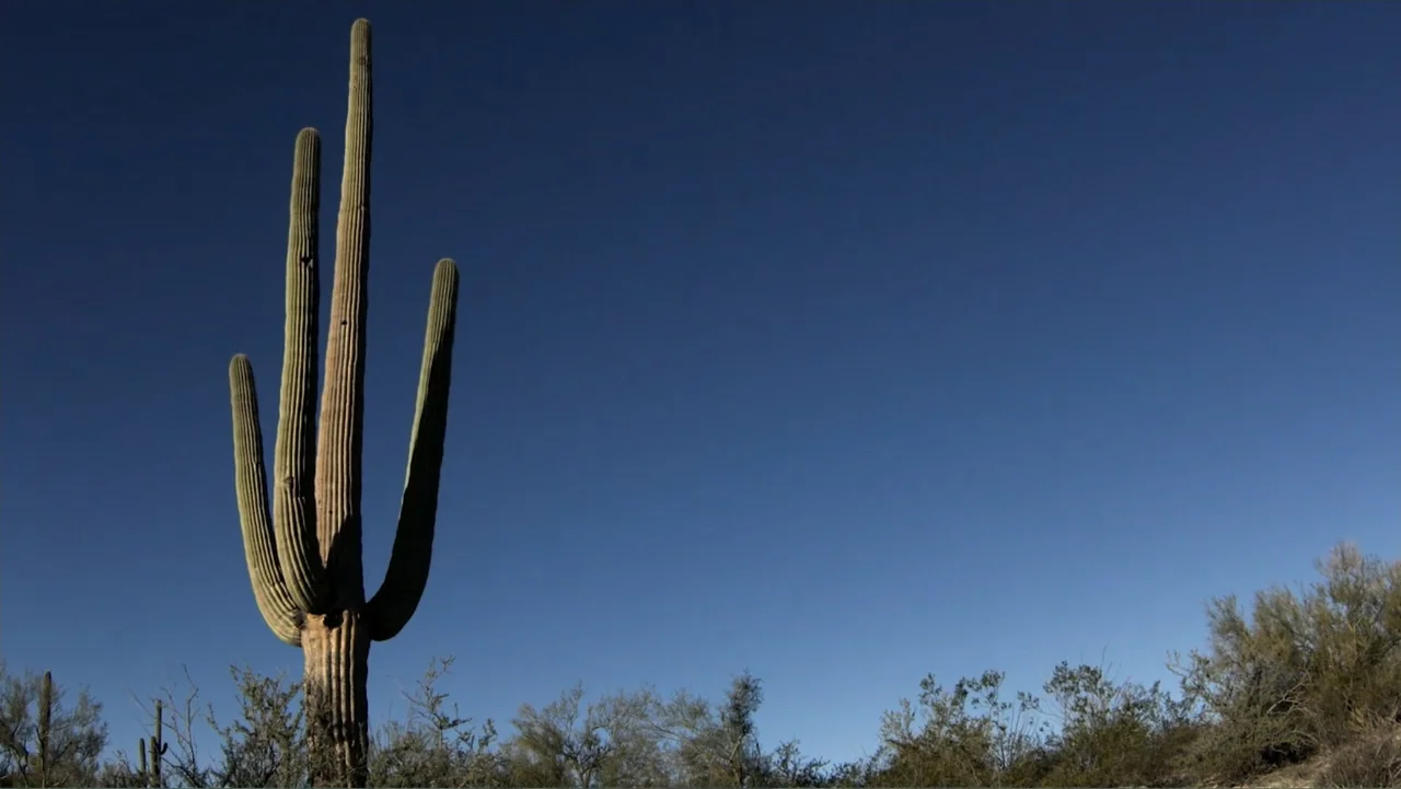 Loco Love (2003) movie still: wide — A saguaro cactus stands in a desert landscape under a clear blue sky. The cactus is located on the left side…