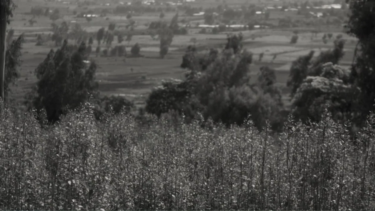 Faya Dayi (2021) movie still: establishing — An expansive rural valley with rows of crops and patches of scattered trees. The view stretches toward…