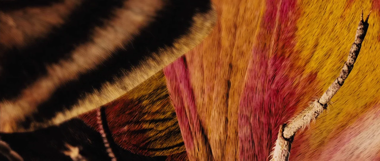 The Duke of Burgundy (2014) movie still: closeup — Close-up macro detail of patterned moth or butterfly wings with fine hair-like scales. A single…