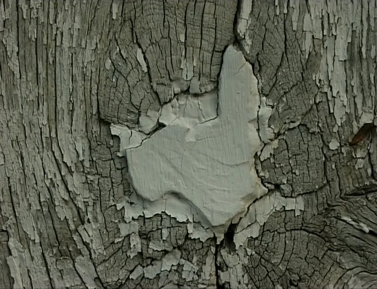 The Gleaners & I (2000) movie still: closeup — A close-up view of weathered, grey wooden planks showing extensive paint degradation. Cracked white…