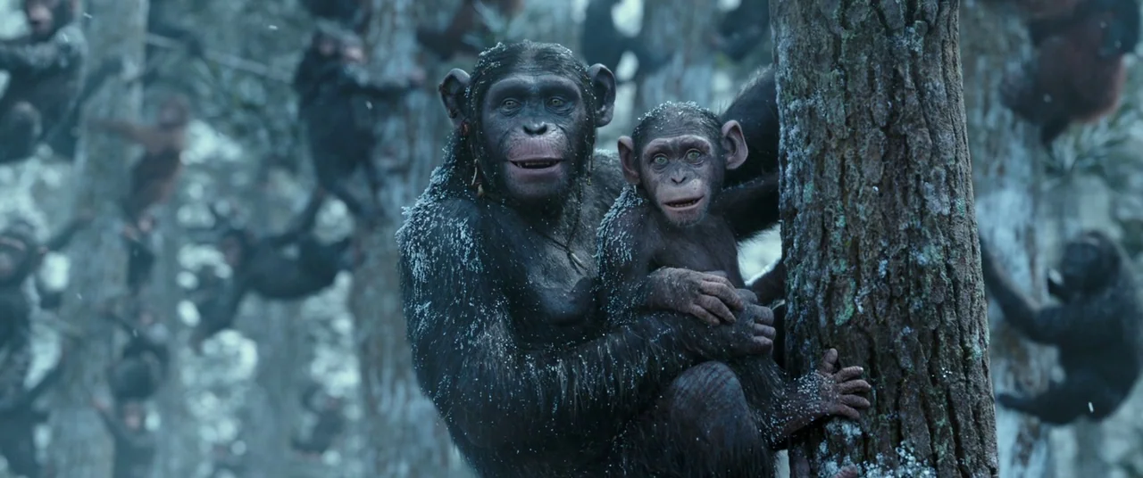 War for the Planet of the Apes (2017) movie still: medium — A dense forest of tall pine trees during a light snowfall. An adult ape holds a small…