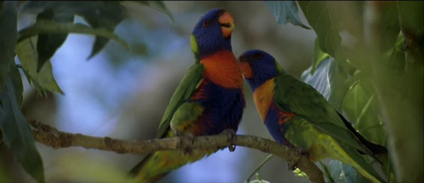 The Thin Red Line movie still: medium — Two rainbow lorikeets sit perched side by side on a thin wooden tree branch. Thick green leaves frame the…