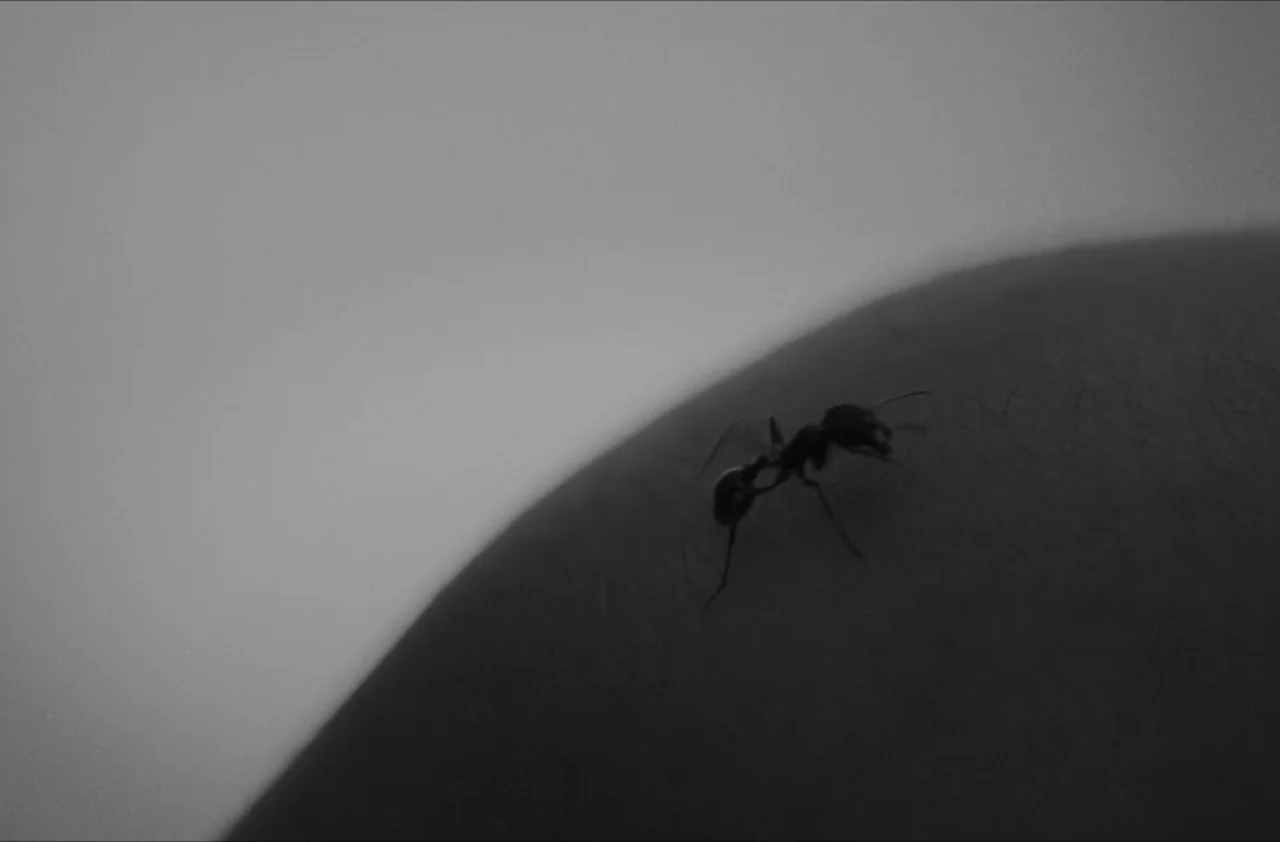 The Kitchen (2012) movie still: closeup — A close-up view of an ant navigating a smooth, curved expanse of human skin. The tiny insect moves across…