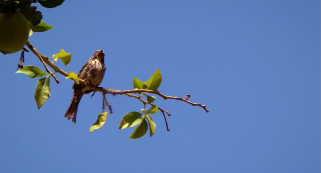 Me and You and Everyone We Know (2005) movie still: wide — A thin tree branch extends across the frame against a clear blue sky. A small brown bird…