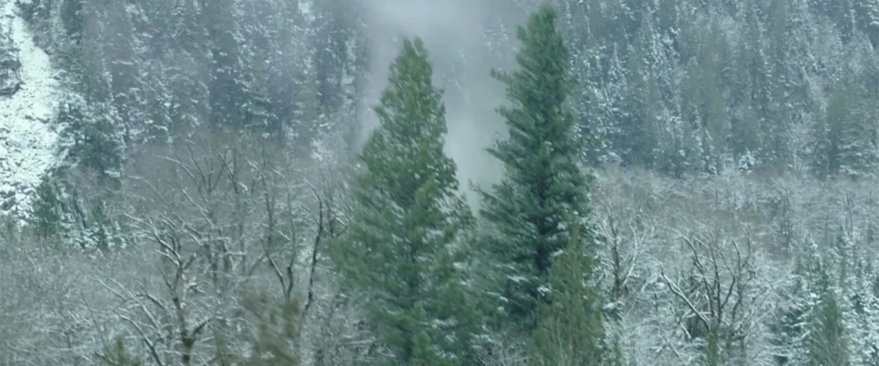 If I Stay (2014) movie still: establishing — A dense forest covered in snow features tall evergreen and bare deciduous trees. A column of smoke…