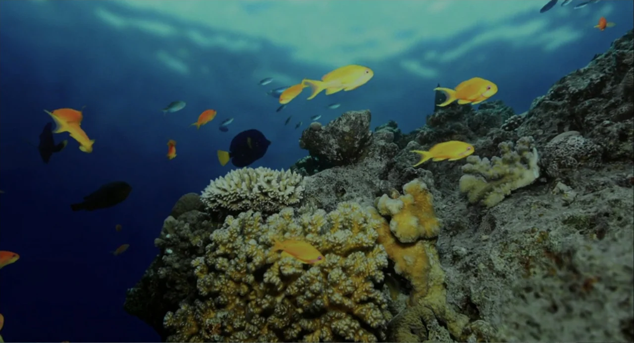 Norman: The Moderate Rise and Tragic Fall of a New York Fixer (2016) movie still: wide — A vibrant coral reef extends from the right side into the…
