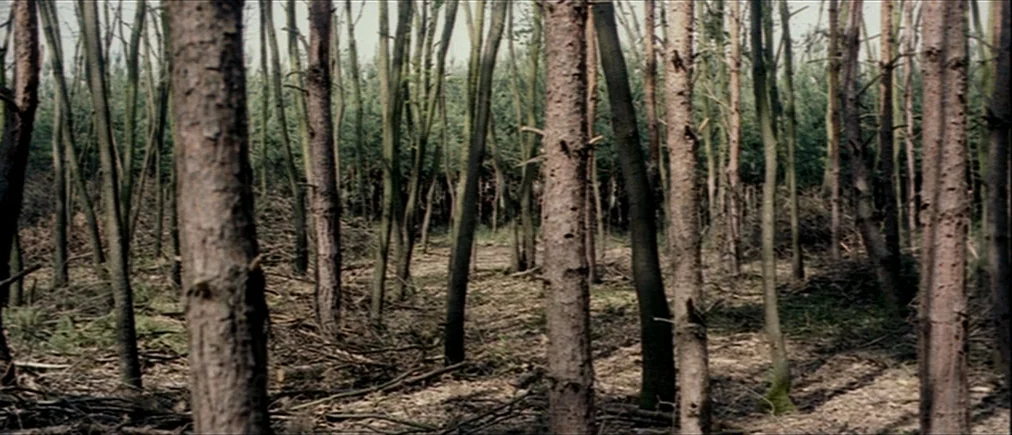 Time Of The Wolf (2003) movie still: establishing — A dense stand of young trees fills a woodland area with fallen branches on ground. The scene…