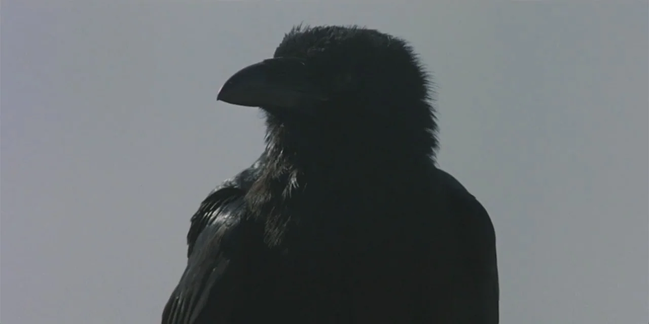 El sótano (2024) movie still: closeup — A close-up view of a black raven against a plain, overcast grey background. The bird is facing left, with…