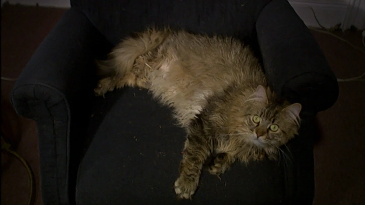 Murder Party movie still: medium — A long-haired brown tabby cat rests on a dark blue upholstered armchair. The animal lies sprawled across the seat…