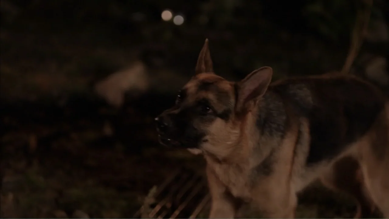 Boy (2010) movie still: medium — A German shepherd stands in a dark backyard area at night. The dog faces left while positioned against a blurry,…