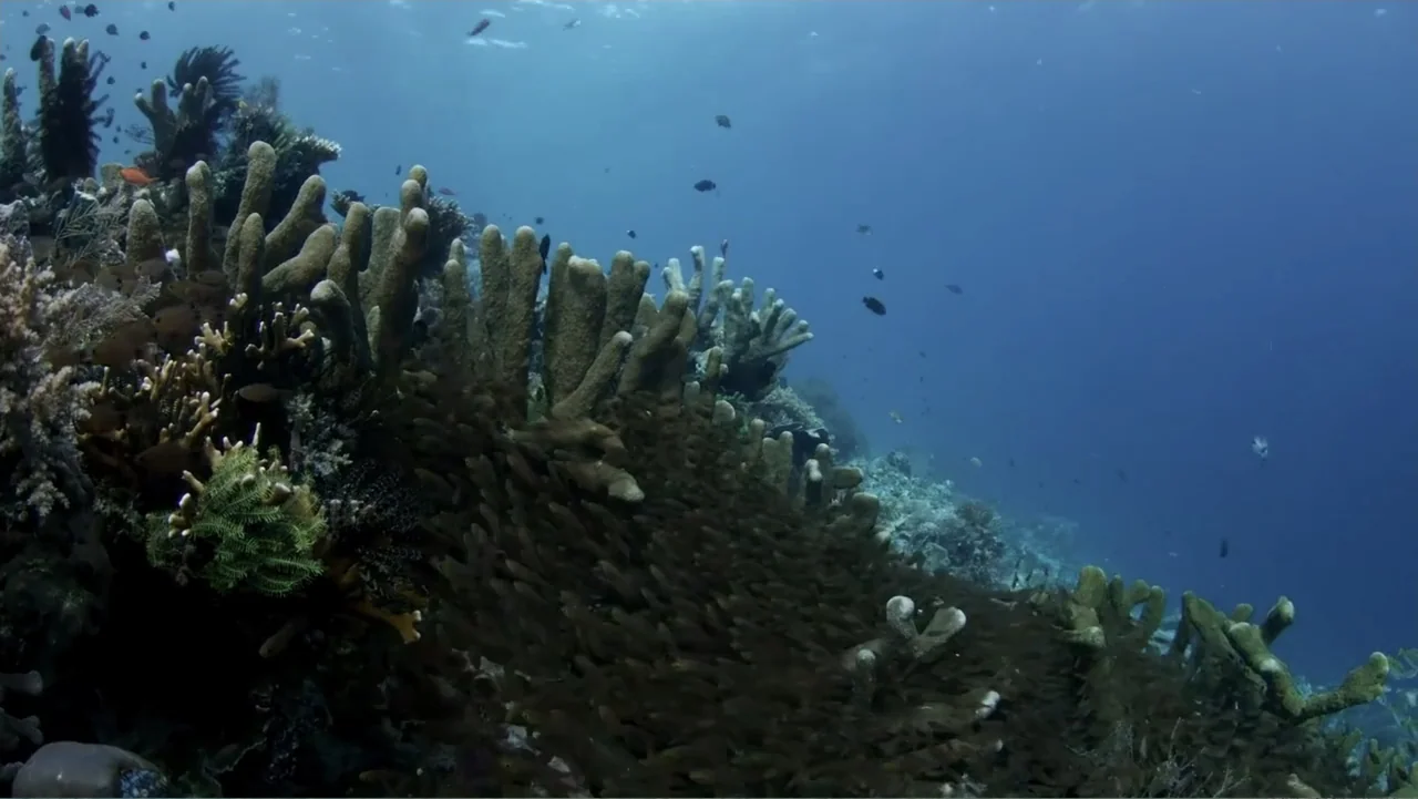 A Wild Window: Coral Kingdoms (2016) movie still: wide — A diverse coral reef structure sits submerged under clear blue ocean water. A massive…