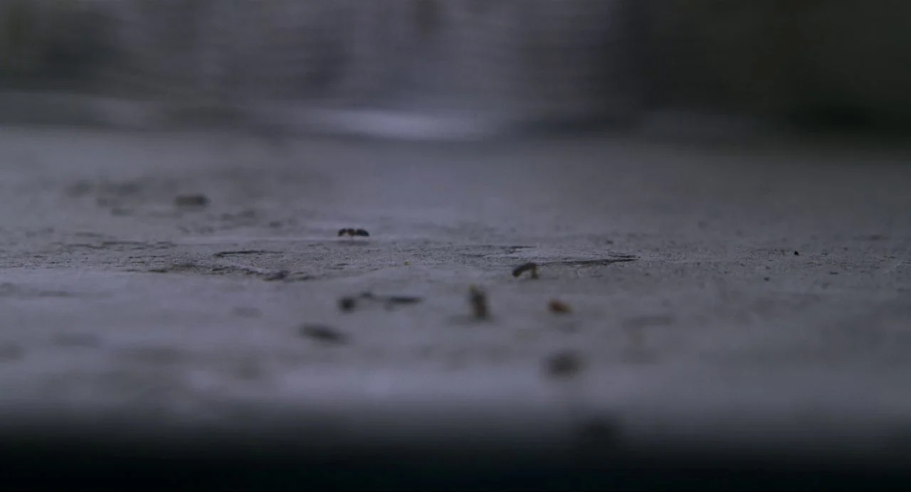 Ammonite (2020) movie still: closeup — A flat, textured grey surface occupies the frame with a shallow depth of field. Small insects move across the…