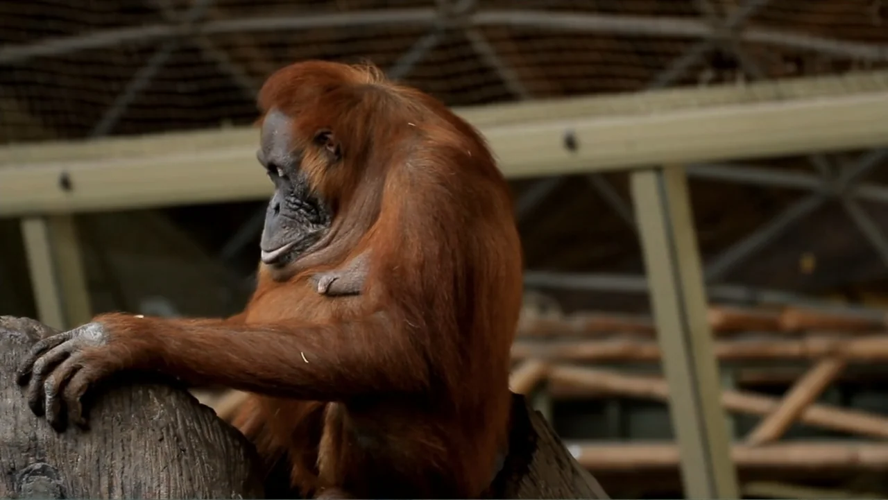 Almost Human: Rise of the Apes (2022) movie still: medium — A large orangutan sits inside an enclosure with a metal mesh structure overhead. The…