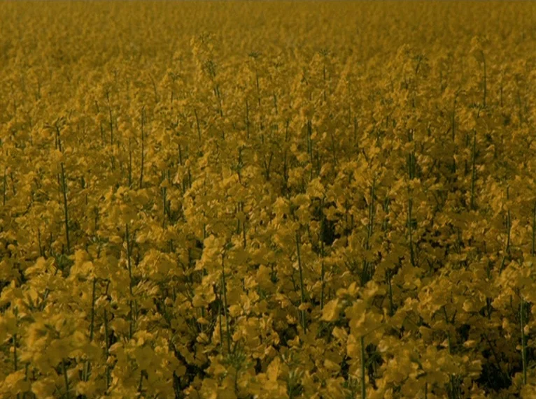 Hail Mary (1985) movie still: establishing — An endless expanse of yellow rapeseed flowers stretches across the entire frame. The dense flora…